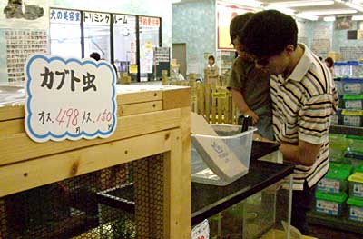 ホームセンタームサシ三条店ペットセンターのカブトムシやクワガタムシの特設コーナー