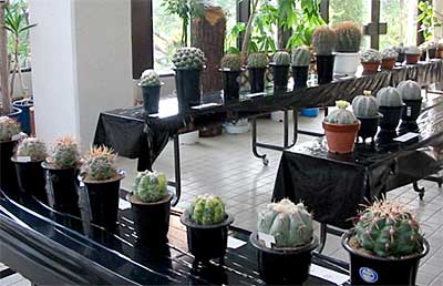 三条市保内公園で開かれている三条サボテンクラブのサボテン展示会