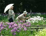 ショウブの花にレンズを向ける来園者