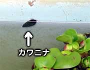 羽生副会長が水槽で飼育するカワニナ