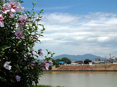 大雨の名残で茶色くにごった中ノ口川と暑苦しいばかりの青空（燕市南1地内）