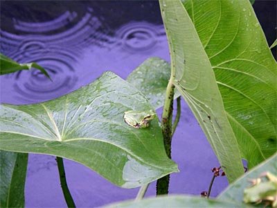 12日の雨のシャワーにご満悦のカエル
