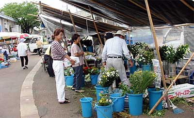 盆の臨時市で墓や仏壇に供える花を買い求める市民
