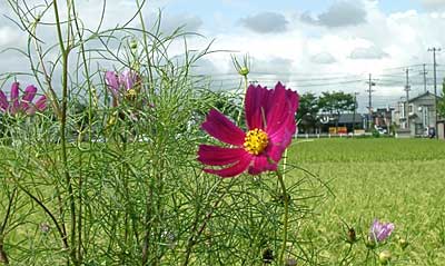 三条市内で咲くコスモス