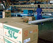 出荷を待つばかりの豊水ナシのケース