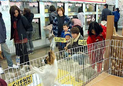 家族連れで人気を集めたホームセンタームサシ三条店ペット館のイヌのコーナー