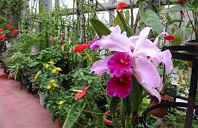 常夏の保内公園熱帯植物園、右に大きく写っているのはカトレア
