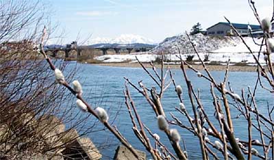 三条市神明町地内の五十嵐川河川敷のネコヤナギ