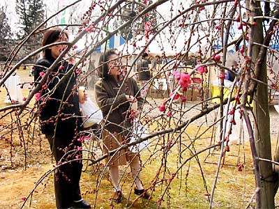 田上町・梅林公園で咲き始めたシダレウメ