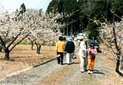 昨年の田上うめまつりの様子