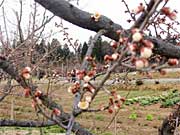 近隣の生産農家の畑でもウメの花がほころぶ