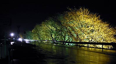 12日始まった燕市消防本部前のサクラのライトアップ