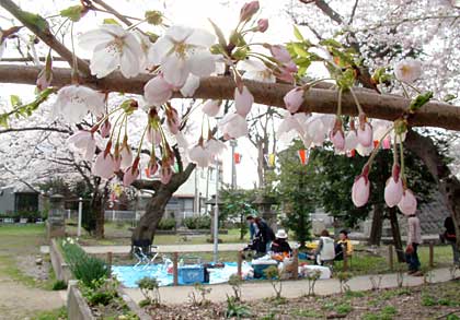 花見の宴が目立った三条市・八幡宮公園
