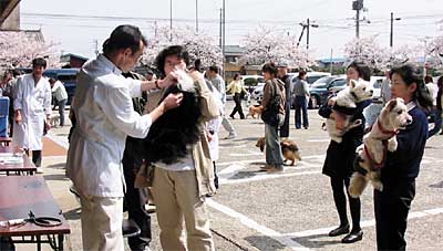 15日始まった三条市の狂犬病予防注射、三条市厚生福祉会館で