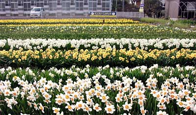 三条市石上2地内の色鮮やかなスイセンの畑