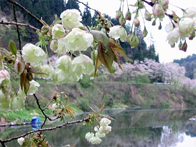 下条川ダムに咲くウコンザクラ