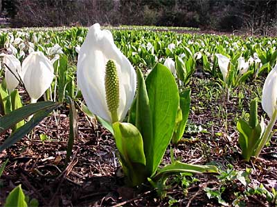 今が見ごろの下田村笠堀地内のミズバショウ群生地