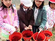 バケツの中で元気に泳ぐサケの稚魚