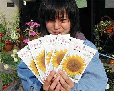 三条市が無料配布しているロシアヒマワリの種