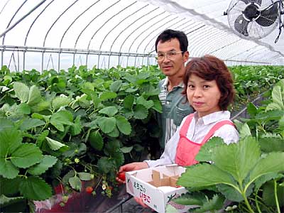 イチゴのもぎ取り体験を始めた斉藤さん夫婦
