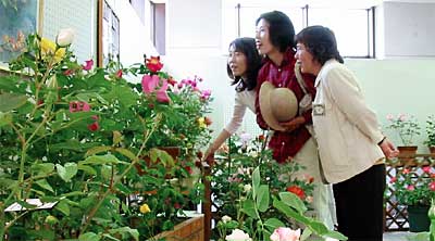 25日まで三条市保内公園緑の相談所で開かれている春のバラ展