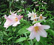 清そなヒメサユリの花