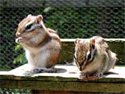 ふれることのできるリス園のシマリス