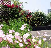低層棟上に咲く色とりどりのバラの花