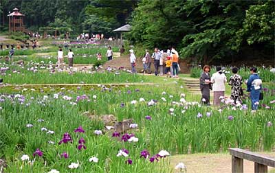 15日は約4,000人の来園でにぎわった栄町・しらさぎ公園で始まった花菖蒲まつり