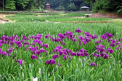 白や紫の花が開き始めたしらさぎ森林公園のショウブ