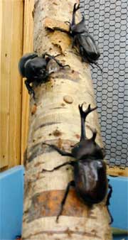 男の子のあこがれのカブトムシ