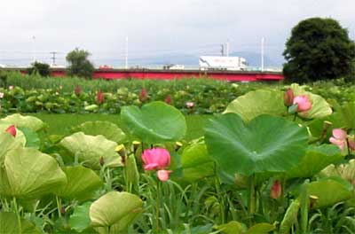 三条市三貫地地内のハス畑、奥に写るのは景雲橋