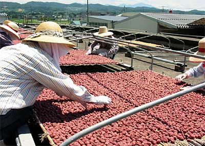 JAにいがた南蒲田上中央支店で行われている最盛期を迎えたウメ干しの天日干し