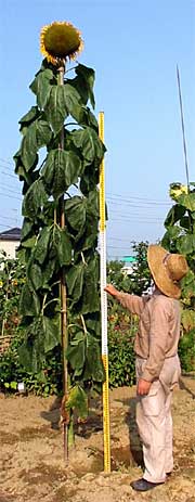 巨大ヒマワリに3メートルのスケールを立ててみせる野村さん