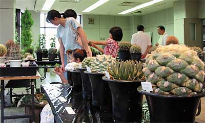 9、10日と三条市・緑の相談所で開かれているサボテン展示会