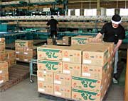 次々と段ボール箱に詰め込まれて出荷されるナシ