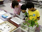 水生昆虫の展示