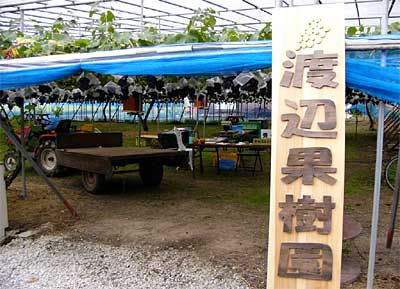 14日に果樹園まつりを開く渡辺果樹園