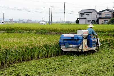 三条市栗林地内のイネ刈り