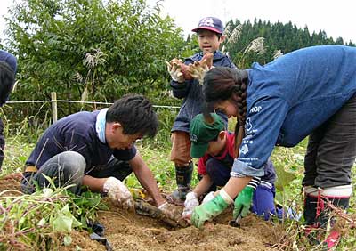 12日行われたJAにいがた南蒲青年部の「子ども活き活き農業体験」のサツマイモ収穫