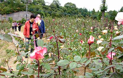 加茂市・冬鳥越スキーガーデンのバラ園
