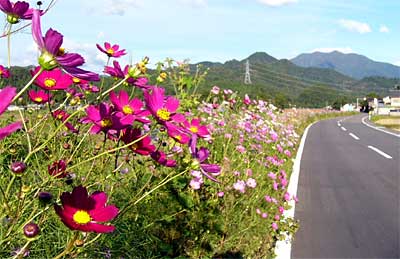 下田村荒沢地区の国道289号線沿いに延びるコスモスの花の帯