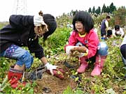 夢中でイモ掘りに励む女の子