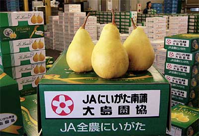 JAにいがた南蒲大島選果場で出荷を待つル・レクチェ