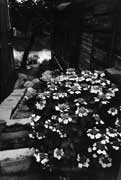 「紫陽花の咲く家」