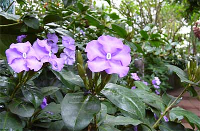 三条市保内公園の熱帯植物園は花でいっぱい、手前に咲くのはテリハノバンマツリ