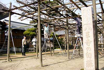 八王寺の白藤のフジ棚を修理する八王寺大白藤保存会会員