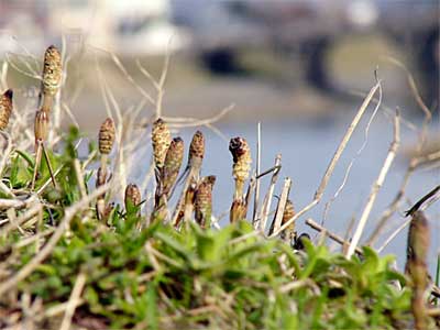 三条市内の五十嵐側土手のツクシ