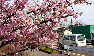 一足早く満開を迎えた燕市内のカワズザクラ