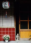 服部さんの「三社祭(浅草)」